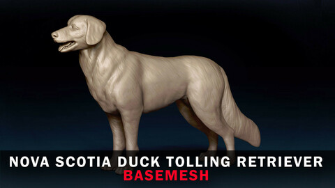 Nova Scotia Duck Tolling Retriever Base Mesh 3D Model