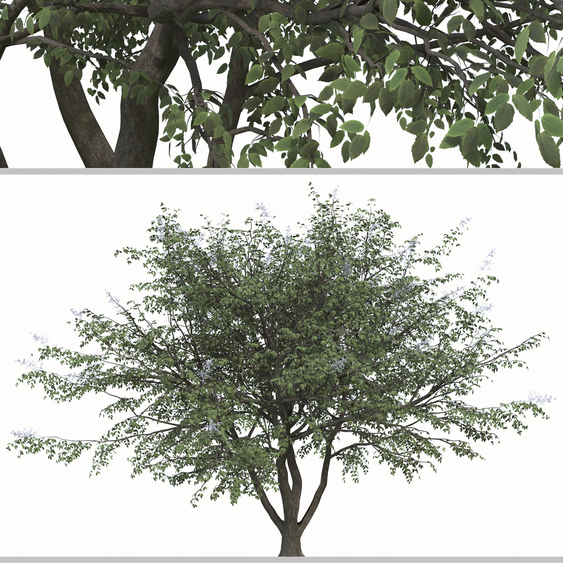 ArtStation Set of Rhus chinensis Trees ( Chinese sumac ) ( 2 Trees