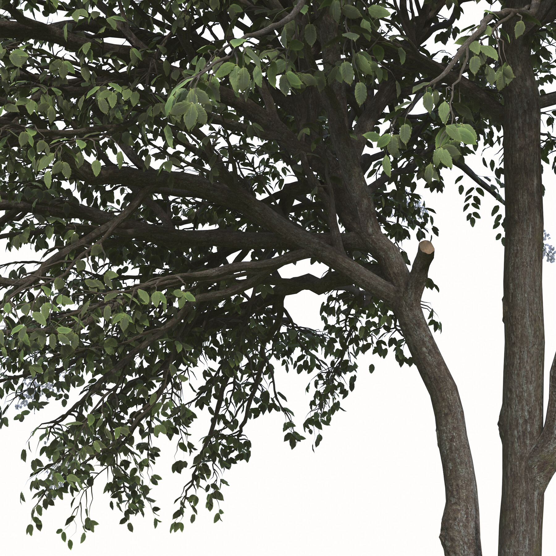 ArtStation Set of Rhus chinensis Trees ( Chinese sumac ) ( 2 Trees