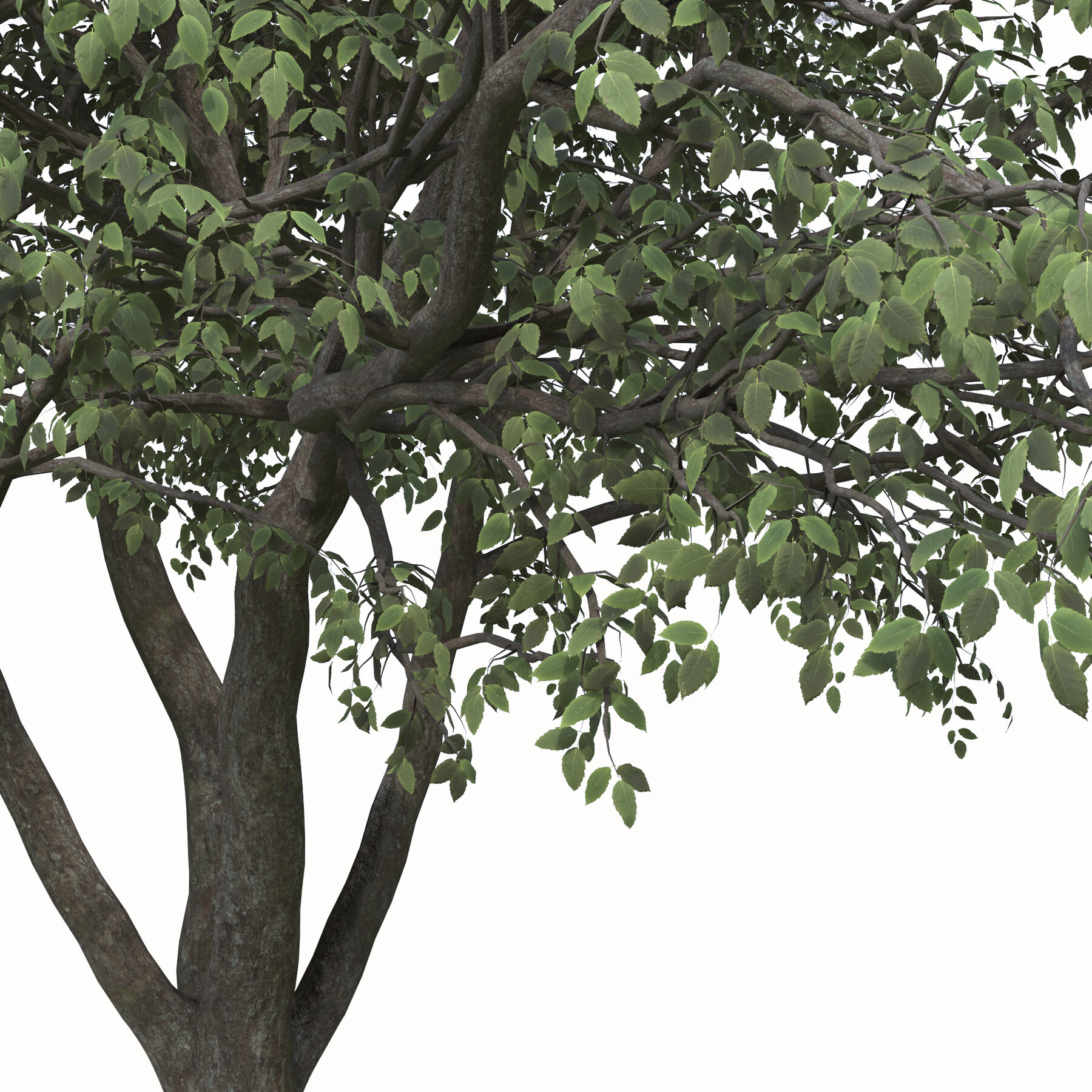 ArtStation Set of Rhus chinensis Trees ( Chinese sumac ) ( 2 Trees