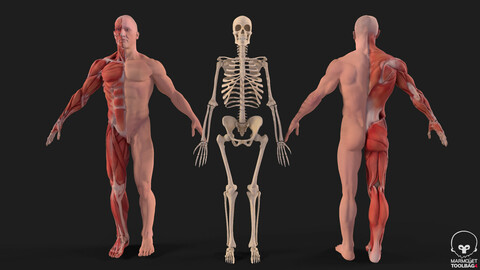 Human Anatomy full body Muscular System & Skeleton