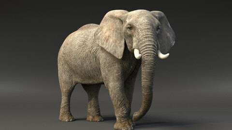 African Elephant Animated