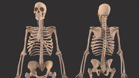 Human Male Skeleton Bones Anatomy