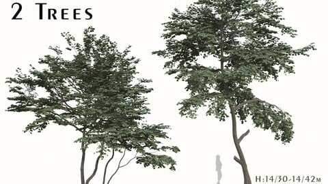 Set of  Tilia amurensis Trees ( Amur linden ) ( 2 Trees ) ( 3Ds MAX - Blender - Cinema4D - FBX - OBJ )