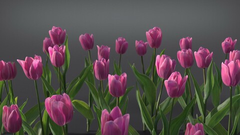 Tulip | VFX Grace