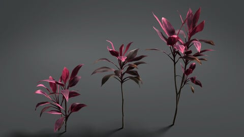 Cordyline Fruticosa Plant | VFX Grace