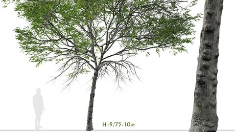 Set of Taiwan beech Tree ( Fagus hayatae ) ( 2 Trees ) ( 3Ds MAX - Blender - Unreal Engine - Cinema4D - FBX - OBJ )