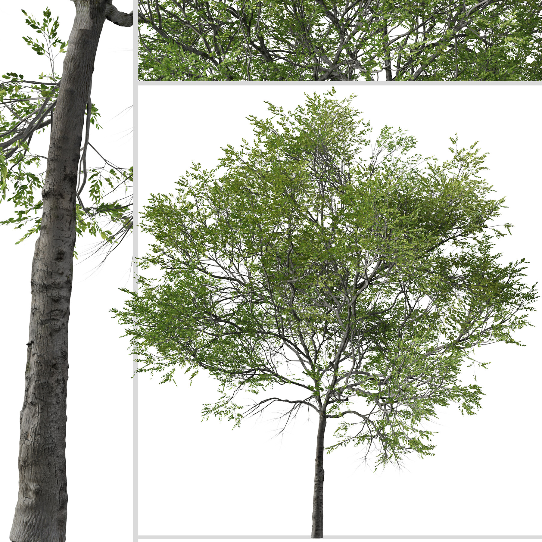 ArtStation - Set of Taiwan beech Tree ( Fagus hayatae ) ( 2 Trees ...