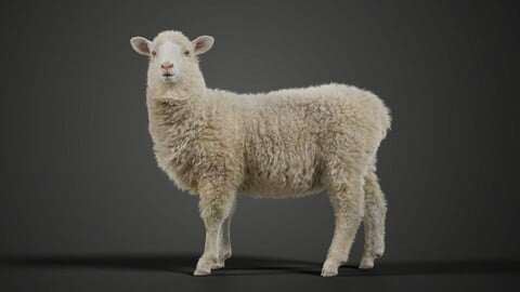 Youth Sheep Animated | VFX Grace