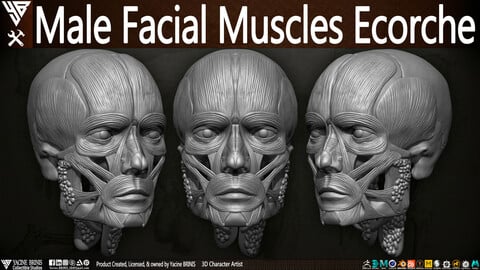 Male Facial Muscle Ecorche