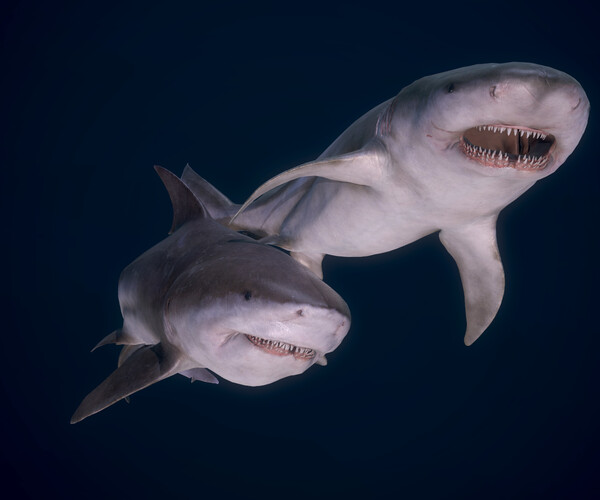 ArtStation - Bull Sharks | Game Assets