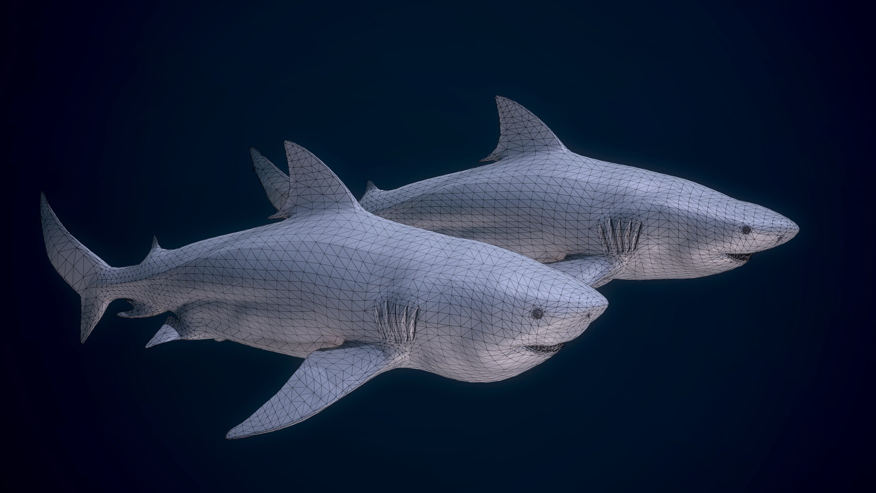 ArtStation - Shark Rigged and Animation in Blender