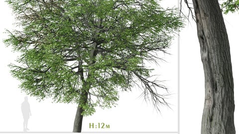 Pin oak Tree ( Quercus palustris ) ( 3Ds MAX - Blender - Unreal Engine - Cinema4D - FBX - OBJ )