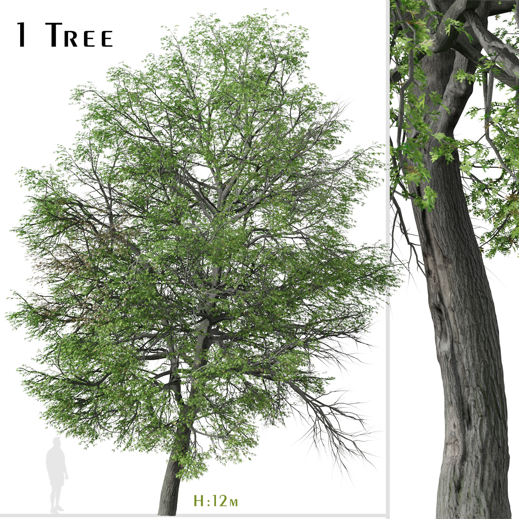 ArtStation - Pin oak Tree ( Quercus palustris ) ( 3Ds MAX - Blender ...