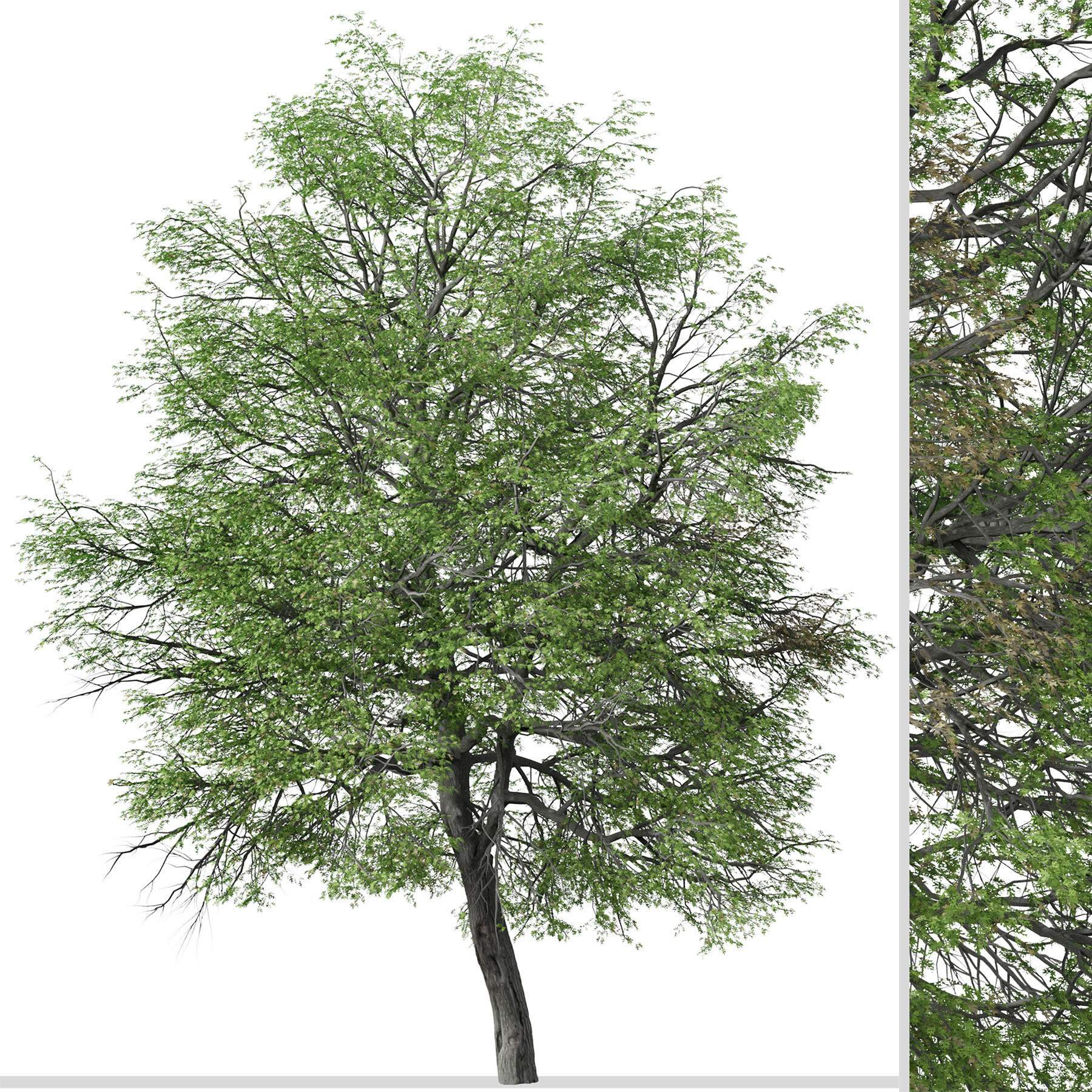 Artstation - Pin Oak Tree ( Quercus Palustris ) ( 3ds Max - Blender 