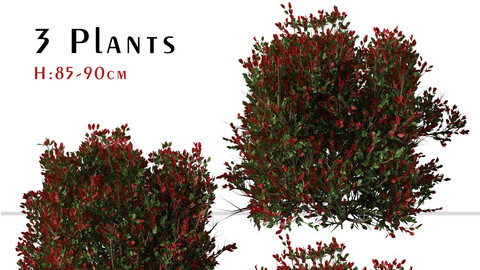 Set of Red tip photinia Plant ( Photinia fraseri ) ( 3 Plants ) ( 3Ds MAX - Blender - Unreal Engine - Cinema4D - FBX - OBJ )