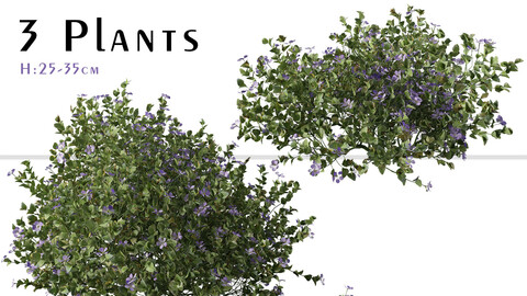 Set of Greater periwinkle Plant ( Vinca major ) (3 Plants) ( 3Ds MAX - Blender - Unreal Engine - Cinema4D - FBX - OBJ )