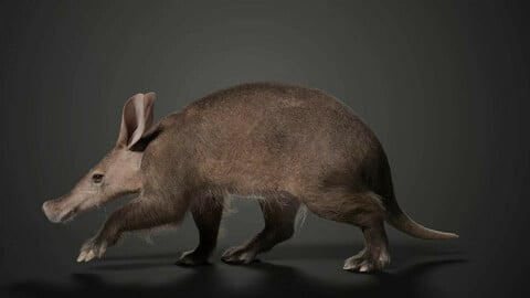 Aardvark Animated | VFX Grace