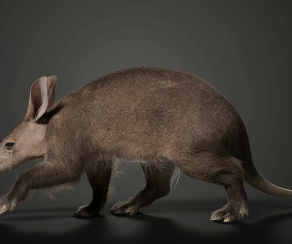 ArtStation - Aardvark Animated | VFX Grace | Game Assets