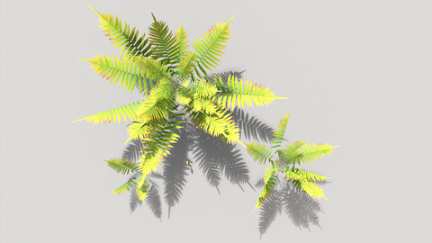 Fern pack - low poly