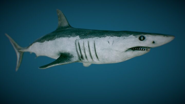 Vivern - Mako Shark – Game Ready