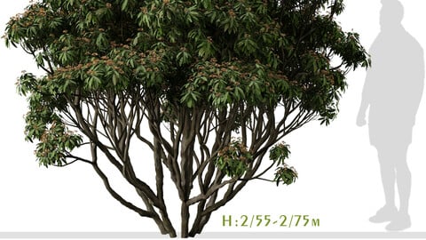 Set of Viburnum rhytidophyllum Tree (Leatherleaf viburnum) (2 Trees) ( 3Ds MAX - Blender - Unreal Engine - Cinema4D - FBX - OBJ )