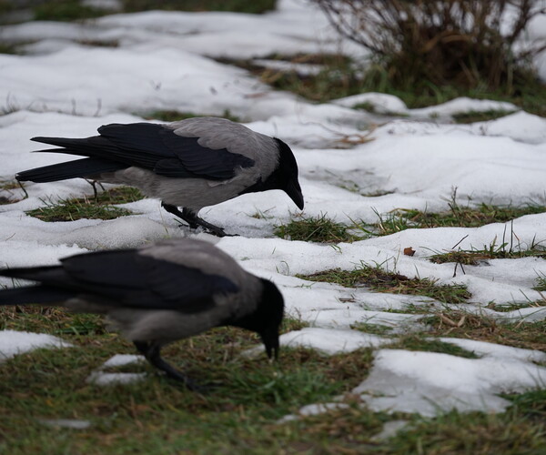 ArtStation - 32 Photos of crows in winter | Resources