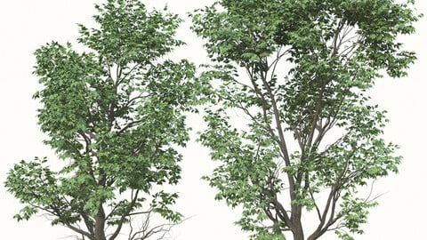 Set of Acer Negundo Tree (Box elder) (2 Trees) ( 3Ds MAX - Blender - Cinema4D - FBX - OBJ )
