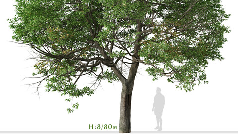 Quercus suber Tree ( Cork oak ) ( 3Ds MAX - Blender - Unreal Engine - Cinema4D - FBX - OBJ )