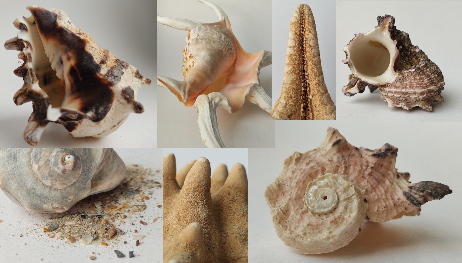 ArtStation - Shells. 1225+ Reference Photo Pictures | Resources