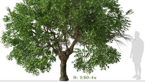 Set of Apricot Tree (Armenian plum) (2 Trees) ( 3Ds MAX - Blender - Unreal Engine - Cinema4D - FBX - OBJ )