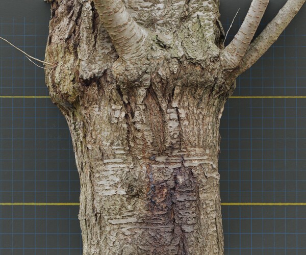 ArtStation - Cherry Blossom Tree Photogrammetry | Game Assets