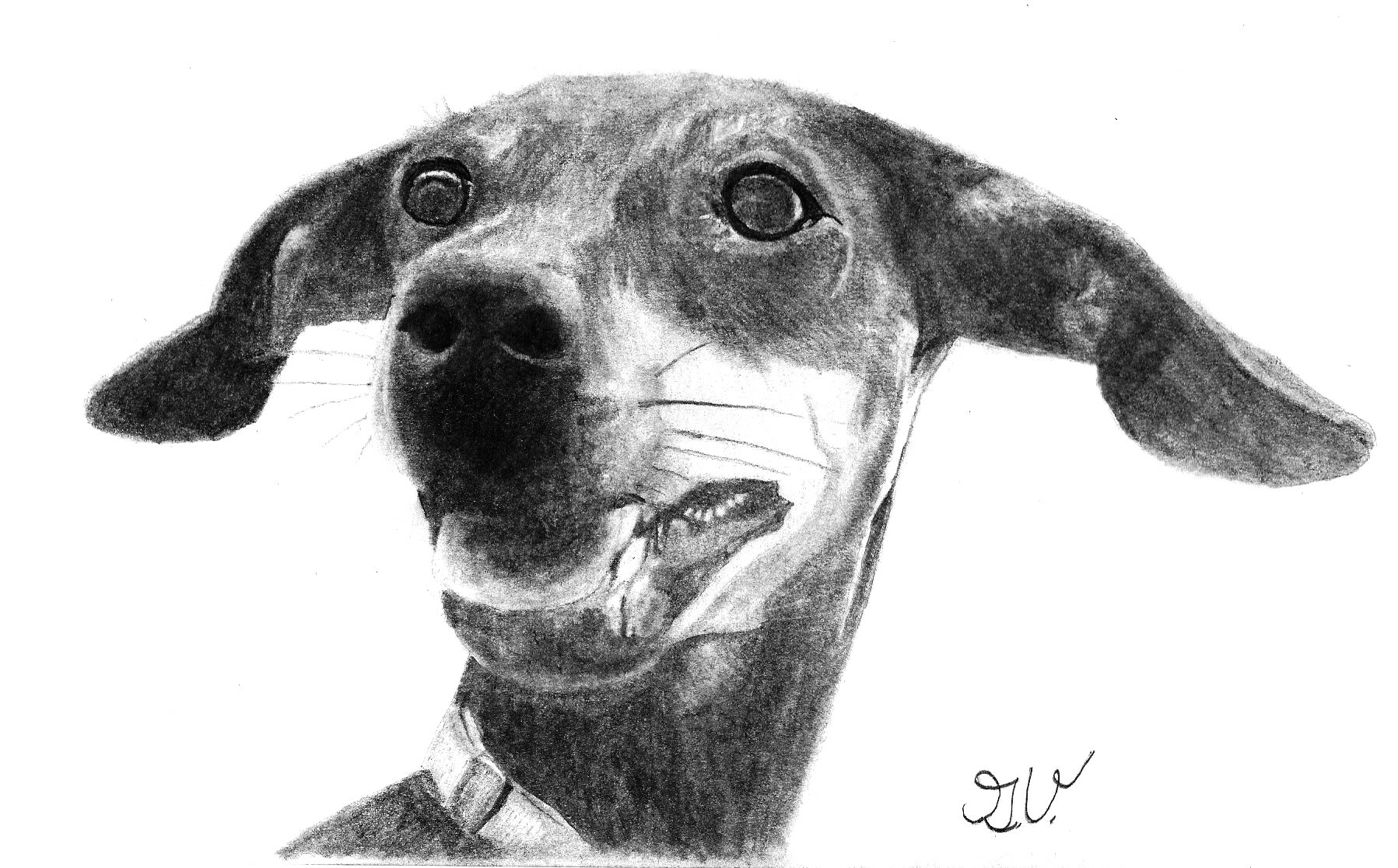 40 Realistic Animal Pencil Drawings | Realistic animal drawings, Cute  puppies, Animals