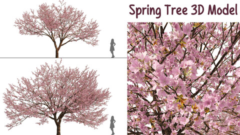 2 Spring Cerasus Tree Pink Tree 3D model