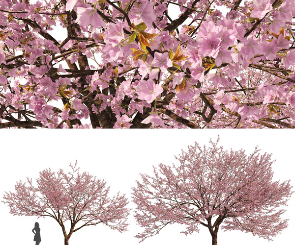 ArtStation - 2 Spring Cerasus Tree Pink Tree 3D model | Resources