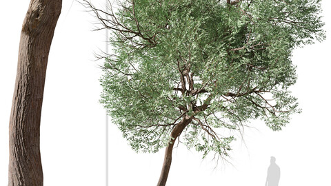Set of Eucalyptus globoidea Tree (White stringybark) (2 Trees) ( 3Ds MAX - Blender - Unreal Engine - Cinema4D - FBX - OBJ )