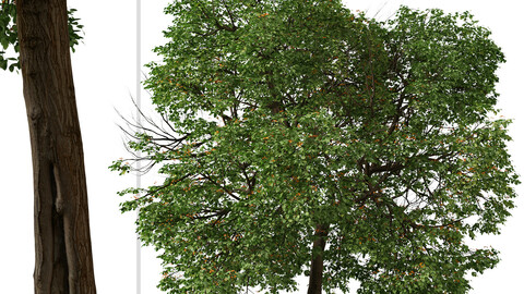 Set of Cordia sebestena Tree ( Geiger tree ) (2 Trees) ( 3Ds MAX - Blender - Unreal Engine - Cinema4D - FBX - OBJ )