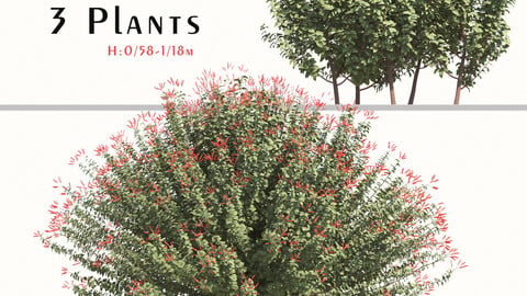 Set of Hamelia Patens Plant (Scarlet Bush) (3 Plants) ( 3Ds MAX - Blender - Cinema4D - FBX - OBJ )