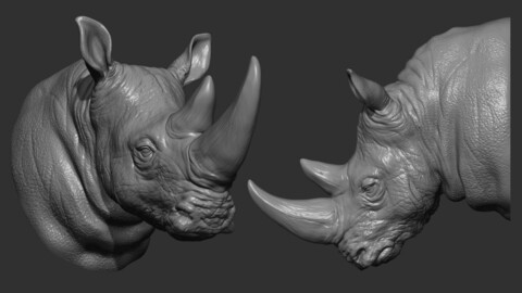 Rhinoceros head