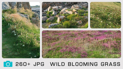 WILD BLOOMING GRASS - Photo reference pack - 260+ JPG