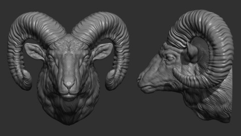 Big Horned Ram head