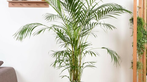 Large Areca Palm