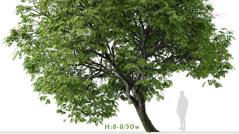 Set of Butternut Tree ( Juglans cinerea ) ( 2 Trees ) ( 3Ds MAX - Blender - Unreal Engine - Cinema4D - FBX - OBJ )