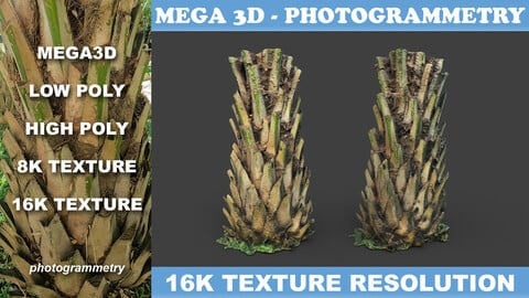 Low poly Oil Palm Trunk 01 - Photogrammetry