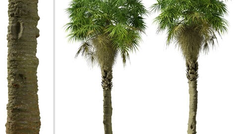 Set of Sabal Palm Tree (Carolina palmetto) ( 2 Trees ) ( 3Ds MAX - Blender - Unreal Engine - Cinema4D - FBX - OBJ )