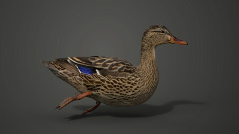 Mallard Female Animated | VFX Grace