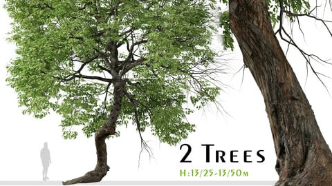 Set of Shagbark hickory Tree ( Carya ovata ) ( 2 Trees ) ( 3Ds MAX - Blender - Unreal Engine - Cinema4D - FBX - OBJ )