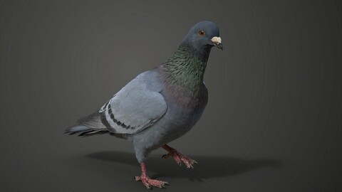 Pigeon Animated | VFX Grace