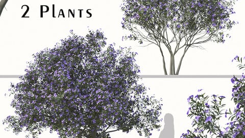 Set of Tibouchina Semidecandra plant (Glory Bush) (2 plants)  ( 3Ds MAX - Blender - Cinema4D - FBX - OBJ )