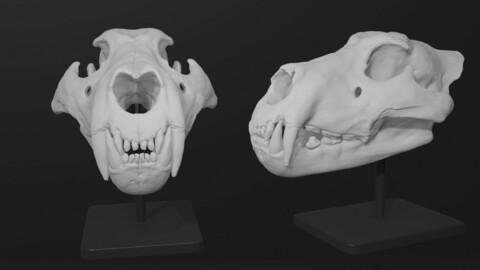 Lion skull